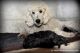 Standard Poodle Puppies for sale in Bend, OR, USA. price: $2,200