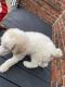Standard Poodle Puppies for sale in Uptown/Carrollton, New Orleans, LA, USA. price: $850
