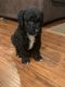 Standard Poodle Puppies for sale in Bellamy, VA 23061, USA. price: NA