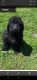 Standard Poodle Puppies for sale in Bonner Springs, KS, USA. price: $1,000