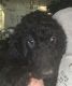 Standard Poodle Puppies for sale in Houston, TX, USA. price: $1,200
