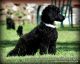 Standard Poodle Puppies for sale in Bend, OR, USA. price: NA