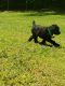 Standard Poodle Puppies for sale in Acworth, GA, USA. price: NA