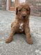 Standard Poodle Puppies for sale in Norwood, MO 65717, USA. price: $2,500