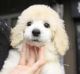 Standard Poodle Puppies for sale in Los Angeles, CA, USA. price: $3,500