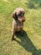 Standard Poodle Puppies for sale in Bakersfield, CA, USA. price: NA