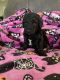 Standard Poodle Puppies for sale in Tyler, TX, USA. price: $850