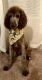 Standard Poodle Puppies for sale in Benson, NC 27504, USA. price: NA