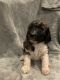 Standard Poodle Puppies for sale in Centerville, SD 57014, USA. price: NA
