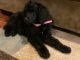 Standard Poodle Puppies for sale in Riverside, CA, USA. price: $2,000