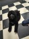 Standard Poodle Puppies for sale in Millington, MI 48746, USA. price: NA