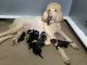 Standard Poodle Puppies for sale in Cleveland, NC 27013, USA. price: $1,400