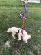 Standard Poodle Puppies for sale in Palm Bay, FL, USA. price: NA