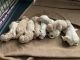 Standard Poodle Puppies for sale in Colorado Springs, CO, USA. price: $900