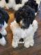 Standard Poodle Puppies for sale in Wauseon, OH 43567, USA. price: $600