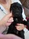 Standard Poodle Puppies for sale in Texarkana, TX, USA. price: $1,000