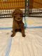 Standard Poodle Puppies for sale in Saylorsburg, PA 18353, USA. price: $1,000