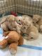 Standard Poodle Puppies for sale in Jackson, MS, USA. price: $900