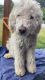 Standard Poodle Puppies for sale in Cartersville, GA, USA. price: NA