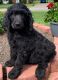 Standard Poodle Puppies for sale in North Wilkesboro, NC, USA. price: NA