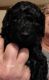 Standard Poodle Puppies for sale in Fremont, NE 68025, USA. price: $1,000