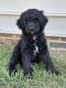 Standard Poodle Puppies for sale in Fuquay-Varina, NC, USA. price: $1,000