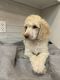 Standard Poodle Puppies for sale in Albertville, AL, USA. price: NA