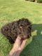 Standard Poodle Puppies for sale in Mesa, AZ, USA. price: $1,500