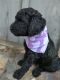 Standard Poodle Puppies for sale in Silver City, NM 88061, USA. price: NA