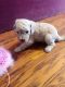 Standard Poodle Puppies for sale in Jersey City, NJ, USA. price: $1,300