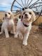Standard Poodle Puppies for sale in Delta, CO 81416, USA. price: NA