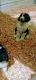 Standard Poodle Puppies for sale in Attalla, AL, USA. price: NA