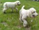 Standard Poodle Puppies for sale in Dunnellon, FL, USA. price: $1,200