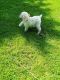 Standard Poodle Puppies for sale in 17830 Coshocton Ave, Mt Vernon, OH 43050, USA. price: NA