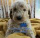 Standard Poodle Puppies for sale in Carrollton, GA, USA. price: NA