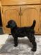 Standard Poodle Puppies for sale in Frederick, OK 73542, USA. price: $800