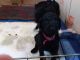 Standard Poodle Puppies for sale in Tonasket, WA 98855, USA. price: $2,000