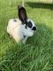 Standard Rex Rabbits for sale in Idaho Falls, ID, USA. price: $100