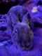 Standard Rex Rabbits for sale in Wentzville, MO, USA. price: NA