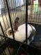 Standard Rex Rabbits for sale in Waxahachie, TX, USA. price: $75