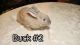 Standard Rex Rabbits for sale in Roseville, MI 48066, USA. price: $15