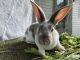 Standard Rex Rabbits for sale in Stanwood, MI 49346, USA. price: $50