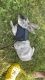 Standard Rex Rabbits for sale in Durham, NC, USA. price: NA