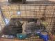 Standard Rex Rabbits for sale in Kent, WA, USA. price: $30