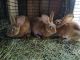 Standard Rex Rabbits for sale in Orrtanna, PA 17353, USA. price: NA