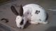 Standard Rex Rabbits for sale in Marietta, PA 17547, USA. price: $40