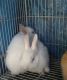 Standard Rex Rabbits for sale in Los Angeles, CA, USA. price: $15