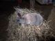 Standard Rex Rabbits for sale in Imlay City, MI 48444, USA. price: $20