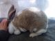 Standard Rex Rabbits for sale in Salem, OR, USA. price: NA