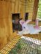 Standard Rex Rabbits for sale in Newberry, SC 29108, USA. price: NA